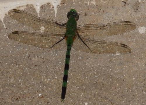 Erythemis vesiculosa